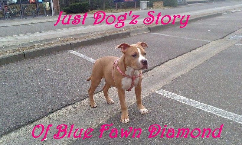 Just dog'z story of blue fawn diamond